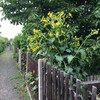 Gravel road at the small garden with green plants.