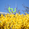 TU logo surrounded with yellow blossoms of flowers.